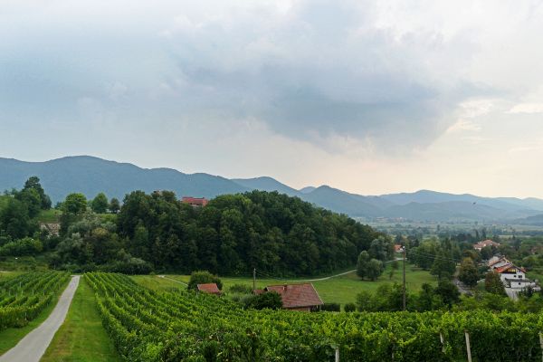 Pogled na vinograd
